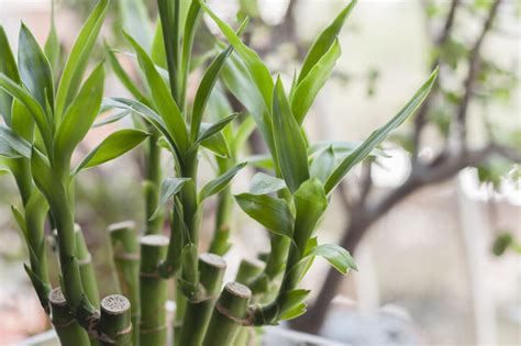 招桃花盆栽|風水植物｜不只富貴竹！7款招財/招桃花植物推介+不 